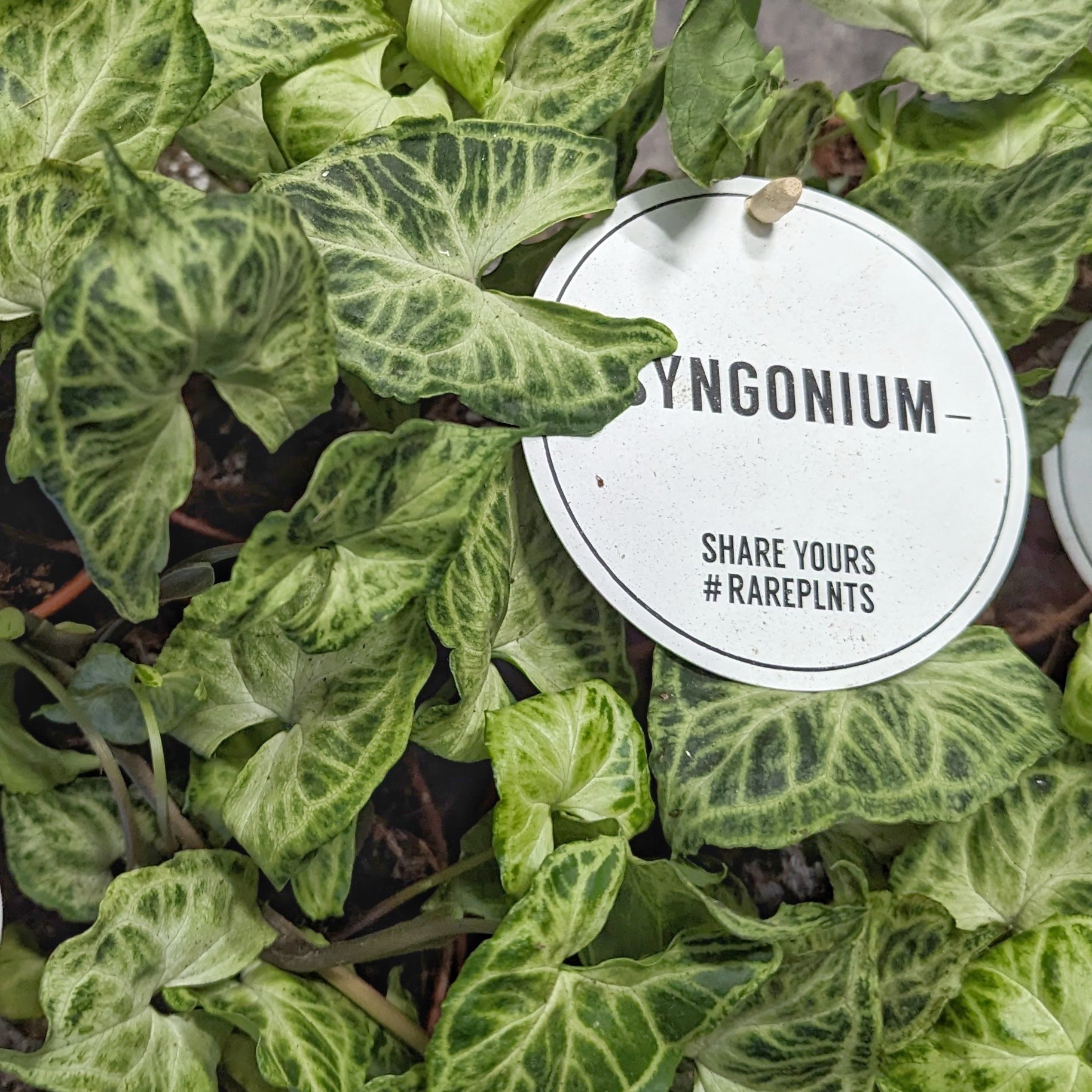 syngonium vine plant