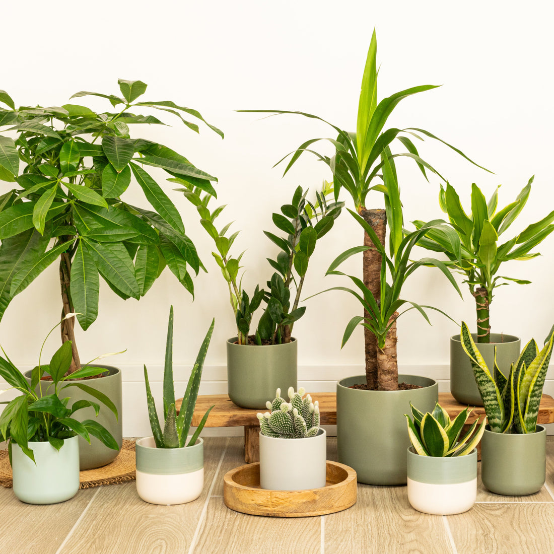 Top 50 Indoor Plants