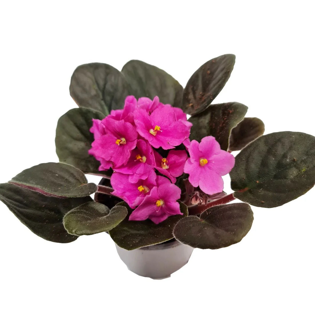 African Violet Care Guide: Growing These Classic Beauties