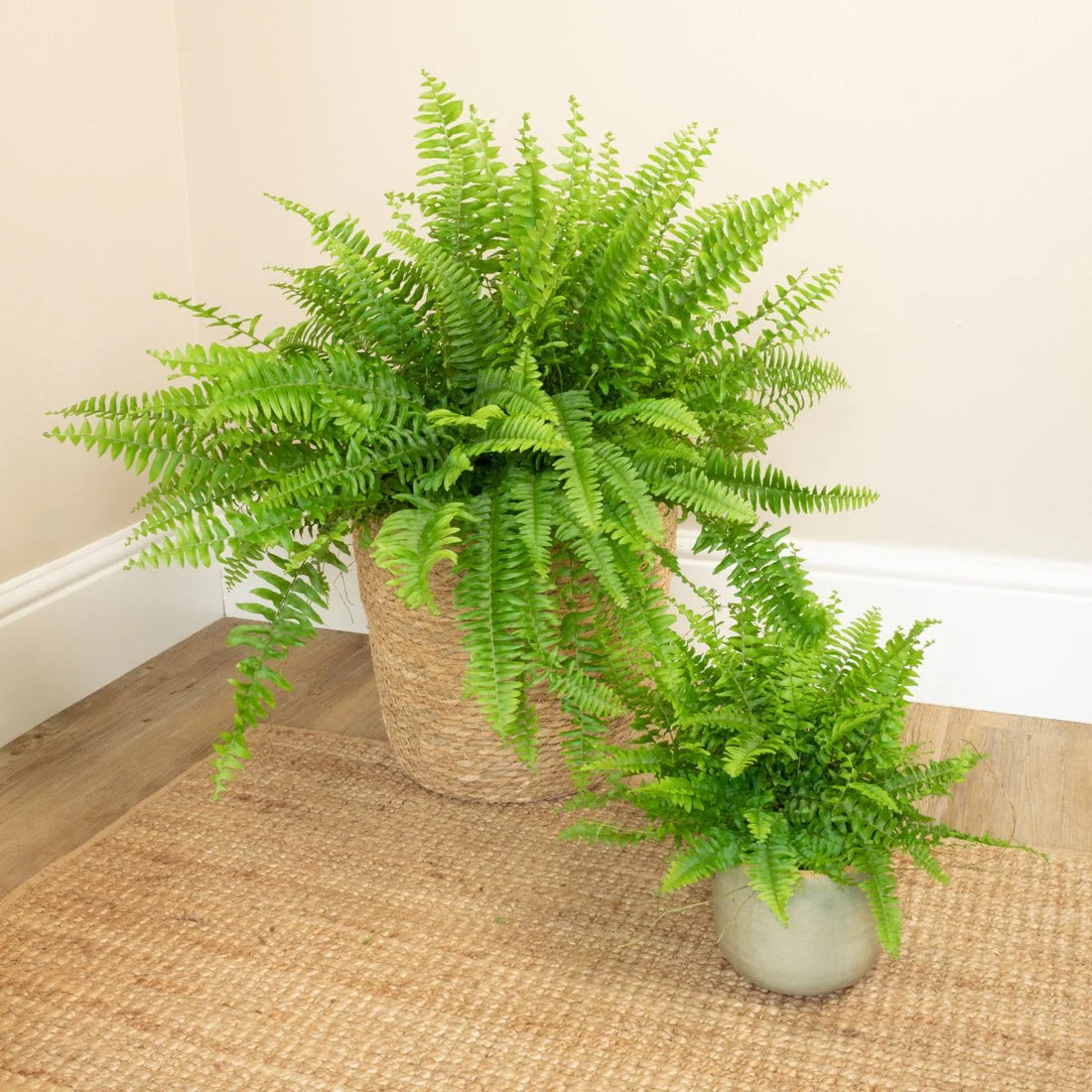 Fern Varieties: From Boston to Bird's Nest