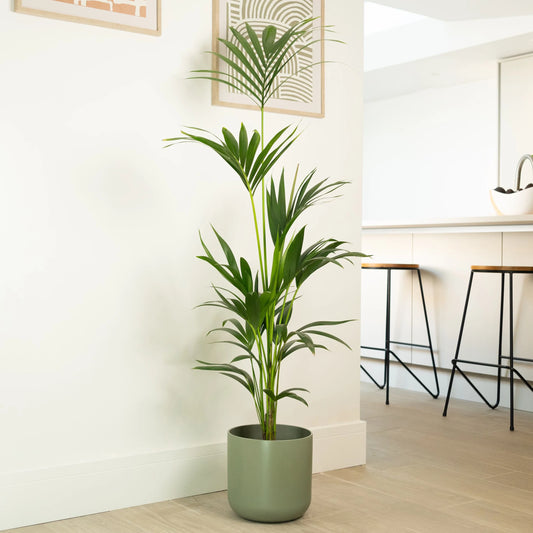 Indoor Palm Varieties and Care: Your Guide to Tropical Elegance