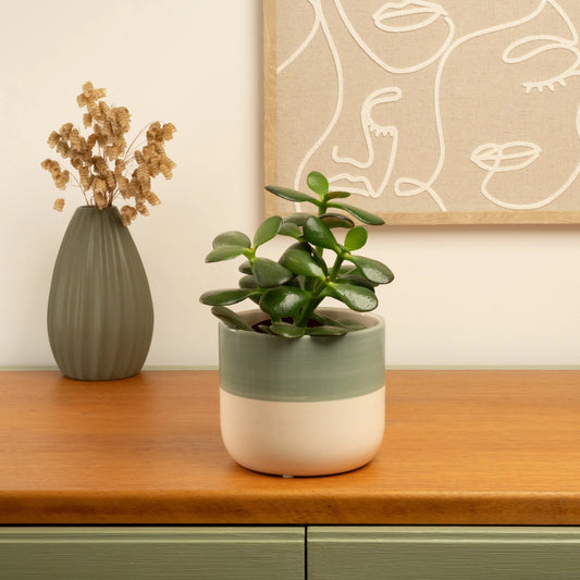 Jade Plant: Growing This Lucky Succulent