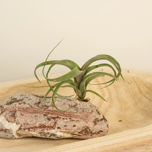 Beginner's Guide to Air Plants: Low Maintenance Beauty