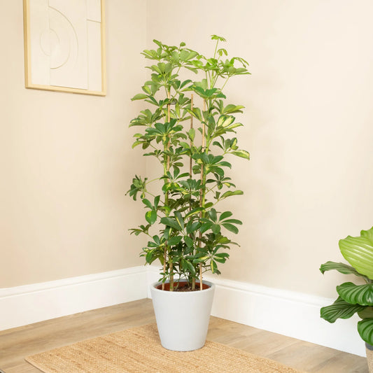 Umbrella Plant Care and Growing Tips