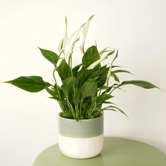 Peace Lily: The Ultimate Care Guide