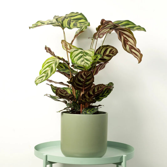 Calathea Care: Mastering Prayer Plants