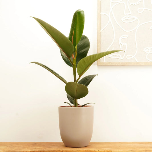 Rubber Plant Varieties and Care: A Complete Guide to Growing These Stunning Indoor Plants