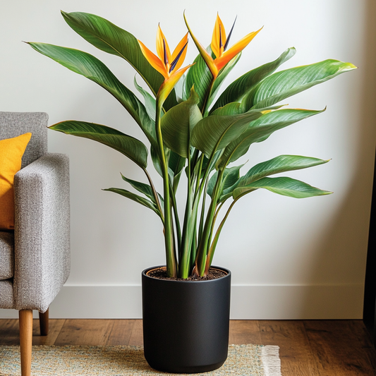 Fabulous flowering indoor plants