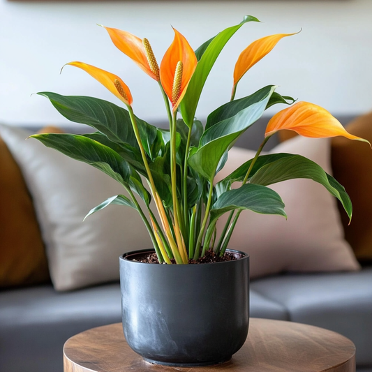 How to make your indoor plants flower