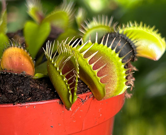 Venus Fly Trap (Dionaea Muscipula) Review