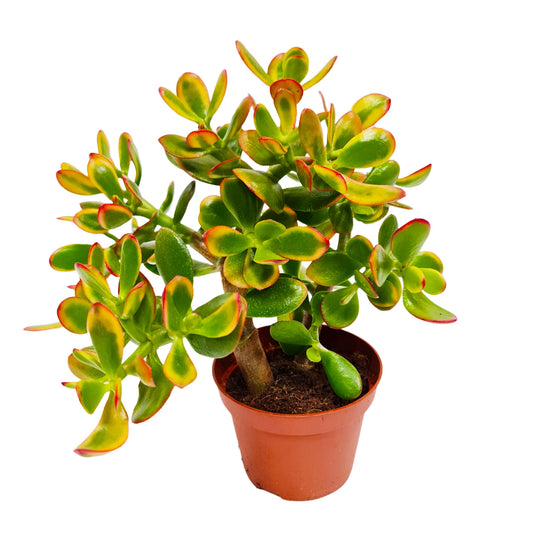 Money Plant 'Sunset' (Crassula Ovata) Review