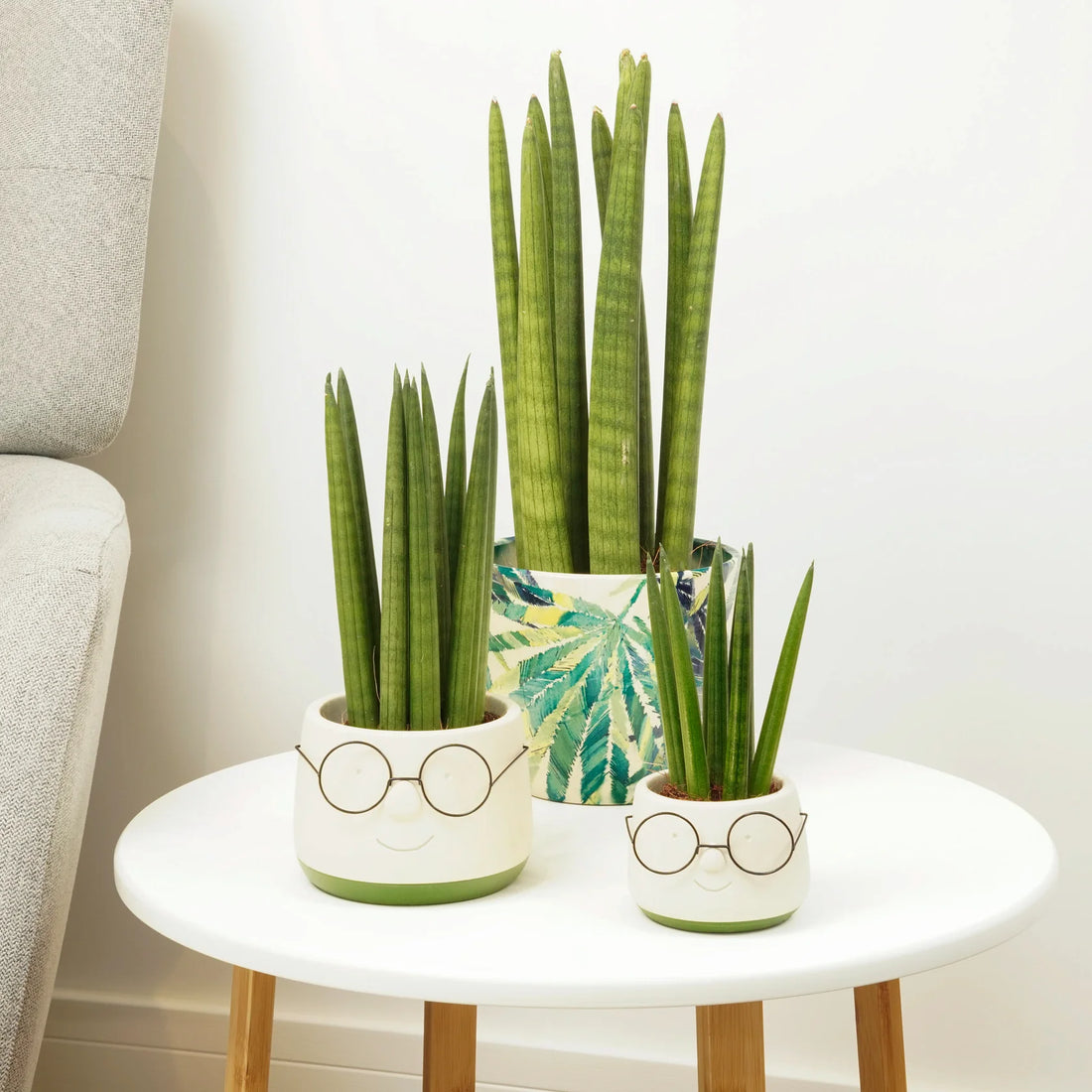 Snake Plant: Complete Care Guide