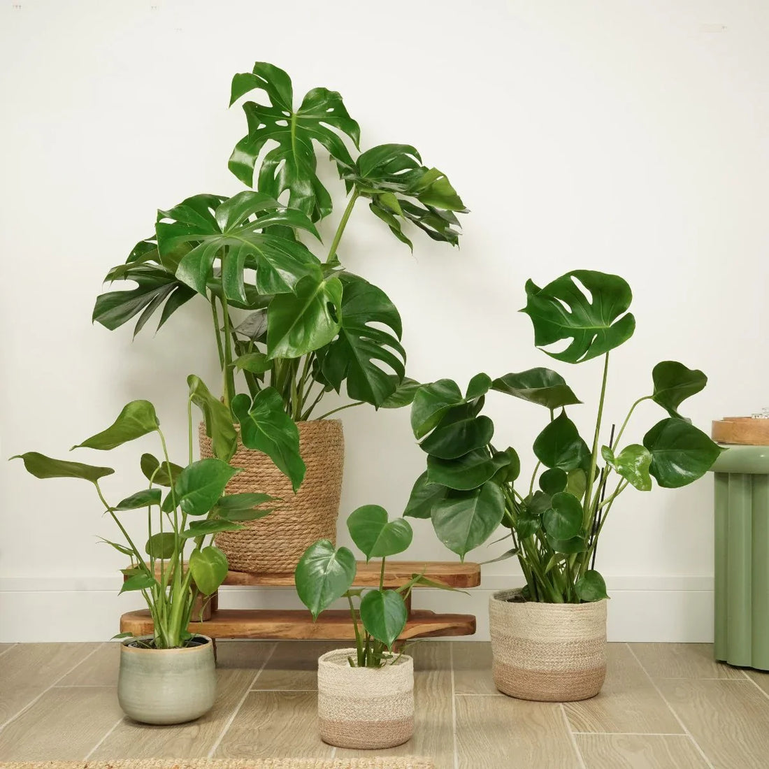 Shade Loving Houseplants