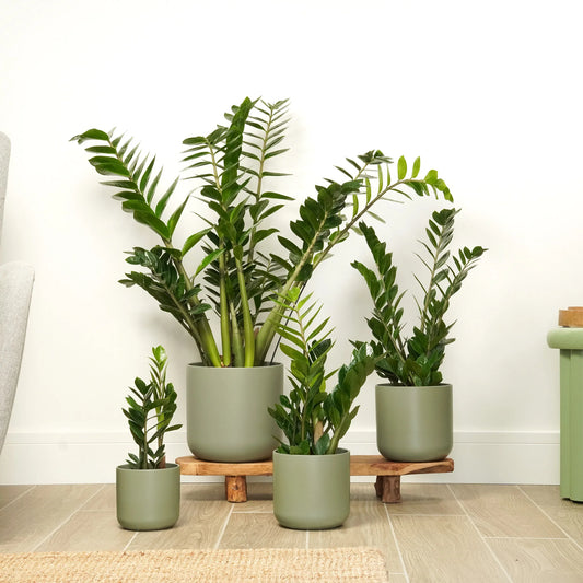 ZZ Plant: The Ultimate Low-Maintenance Houseplant