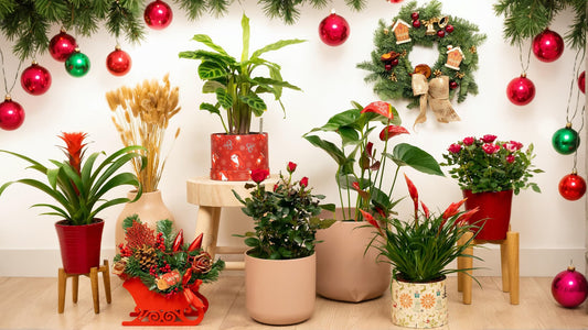 Top 15 Plant Christmas GIfts For That Plant Lover in Your Life