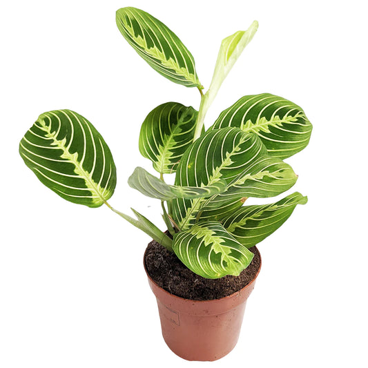 Prayer Plant 'Lemon Lime' (Maranta Leuconeura 'Marisela') Review