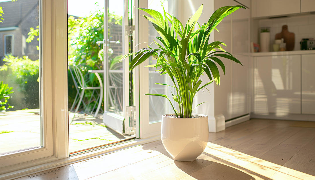 Summer Holiday for Houseplants: Giving Your Indoor Plants a Breath of Fresh Air