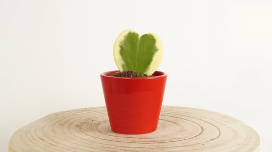 Love Rooted: The Definitive Guide to Valentine's Houseplants That Outlast Chocolates