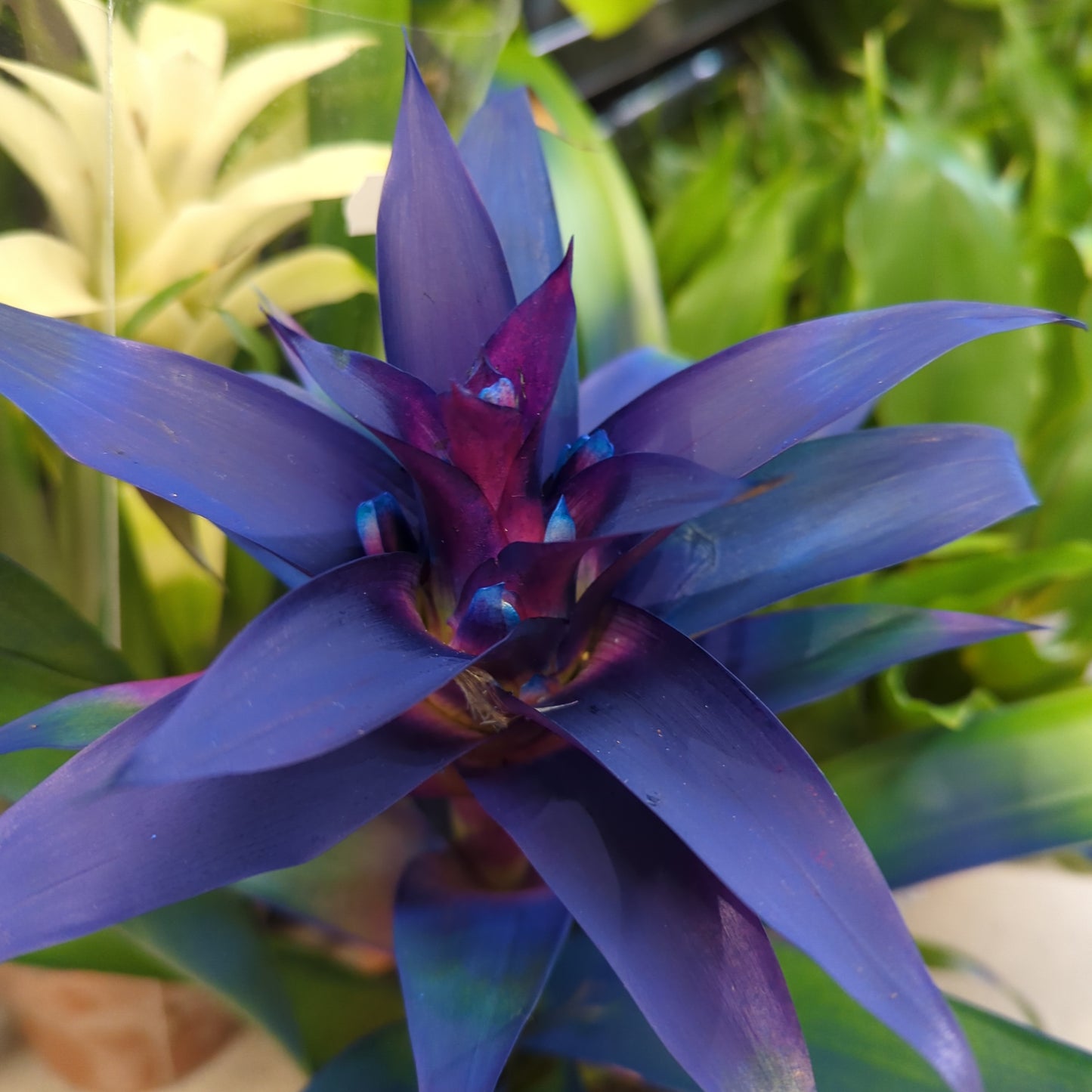 Guzmania Bromeliad | Blue Dyed