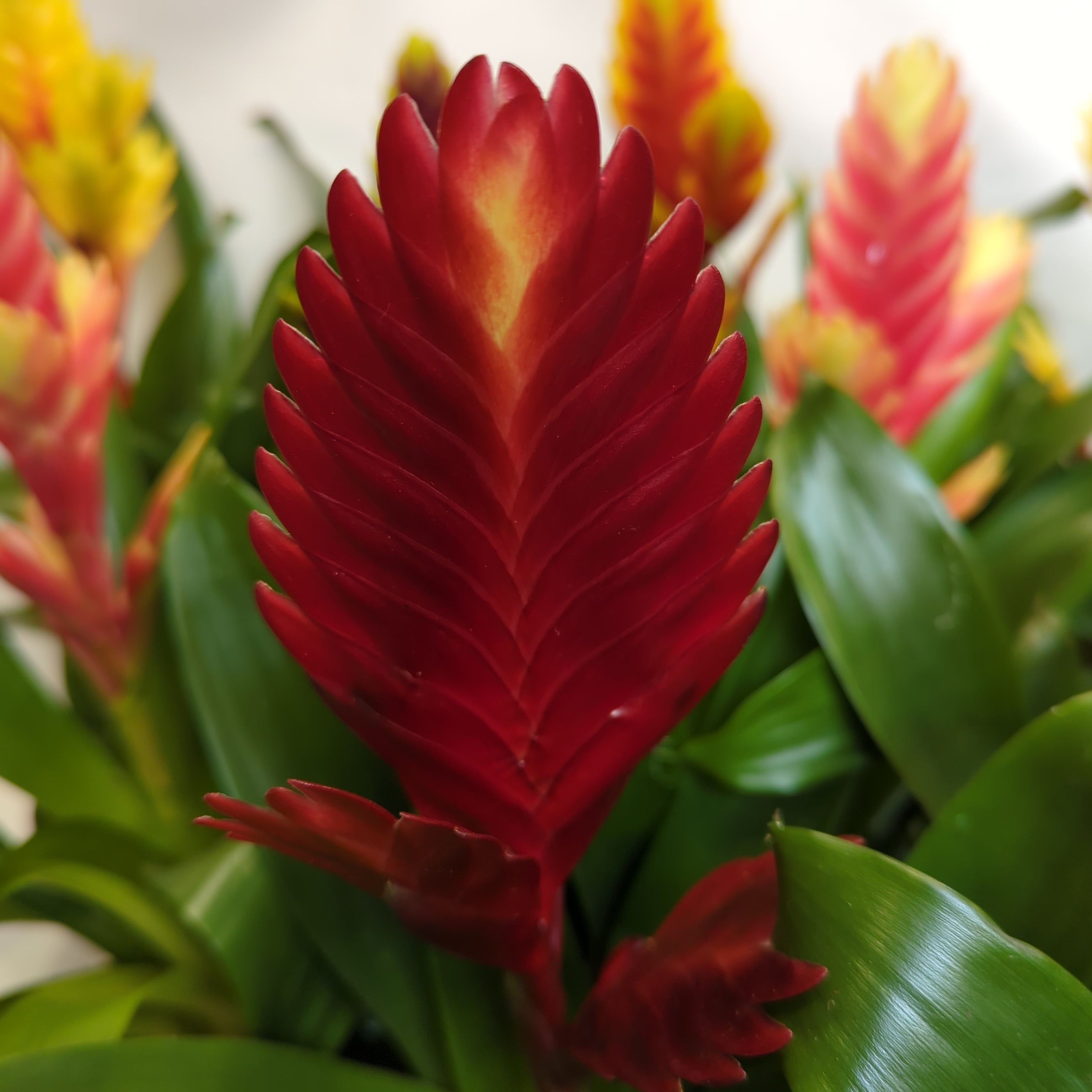 Vriesea Flaming Sword | Deep Red & Vriesea splendens & Houseplant UK