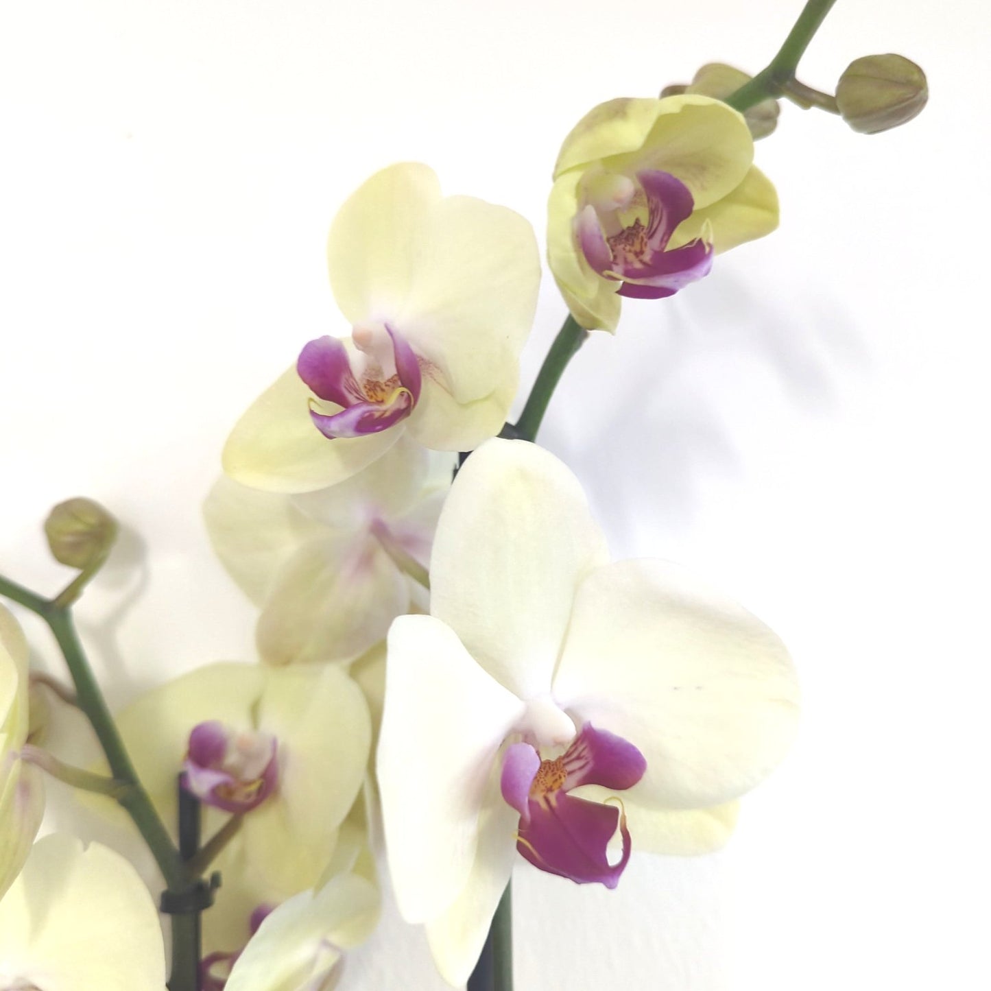 Phalaenopsis Orchid | Kathryn