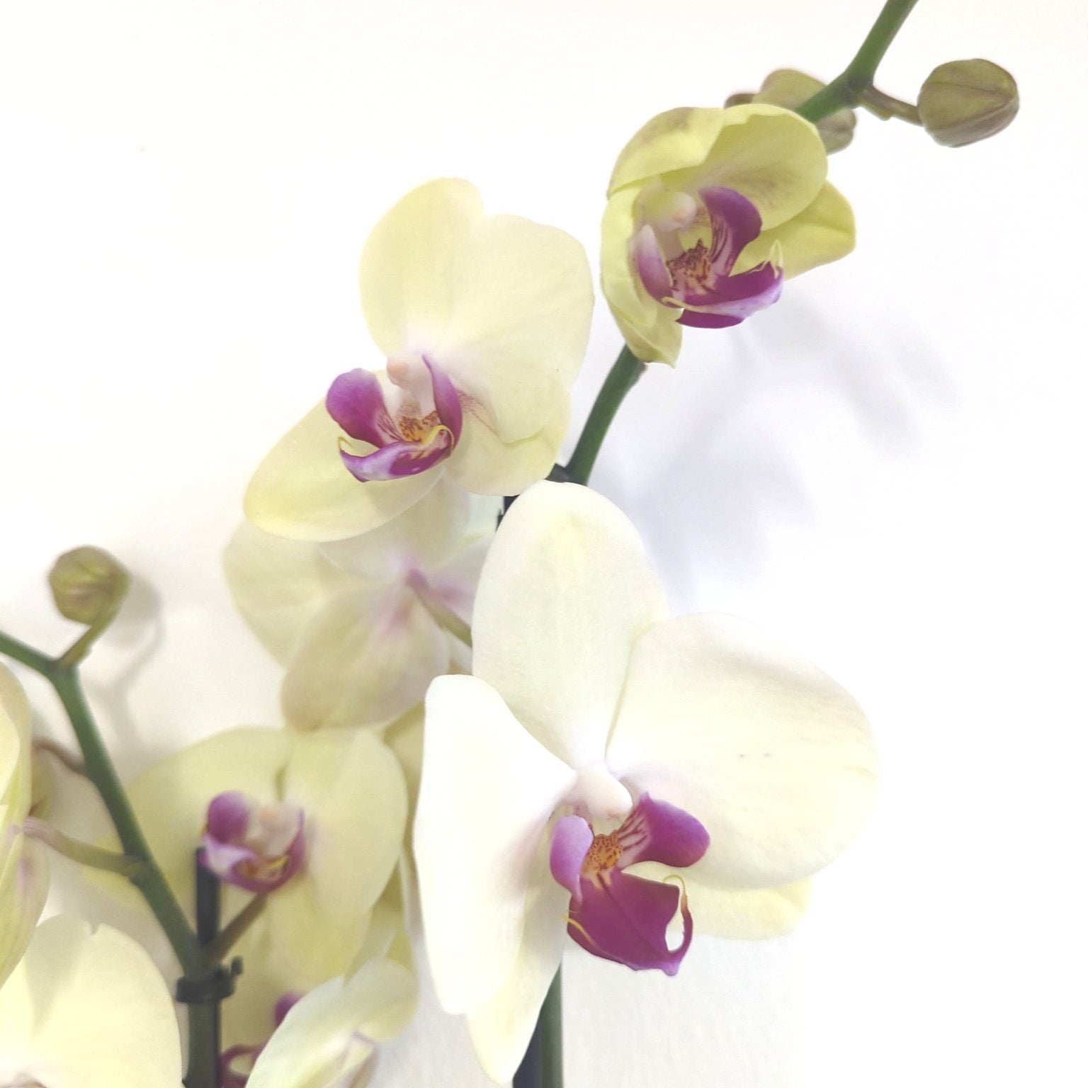 Phalaenopsis Orchid | Kathryn