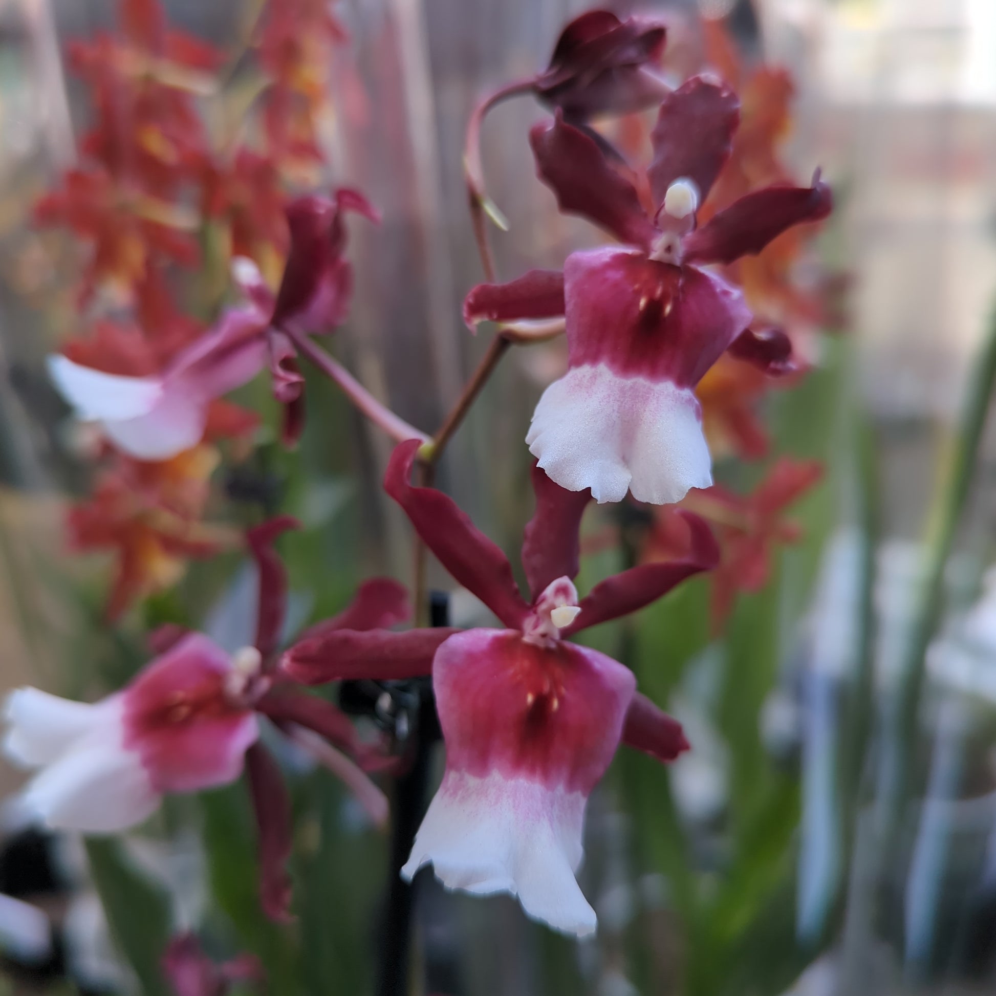 Cambria Orchid |  Renaissance
