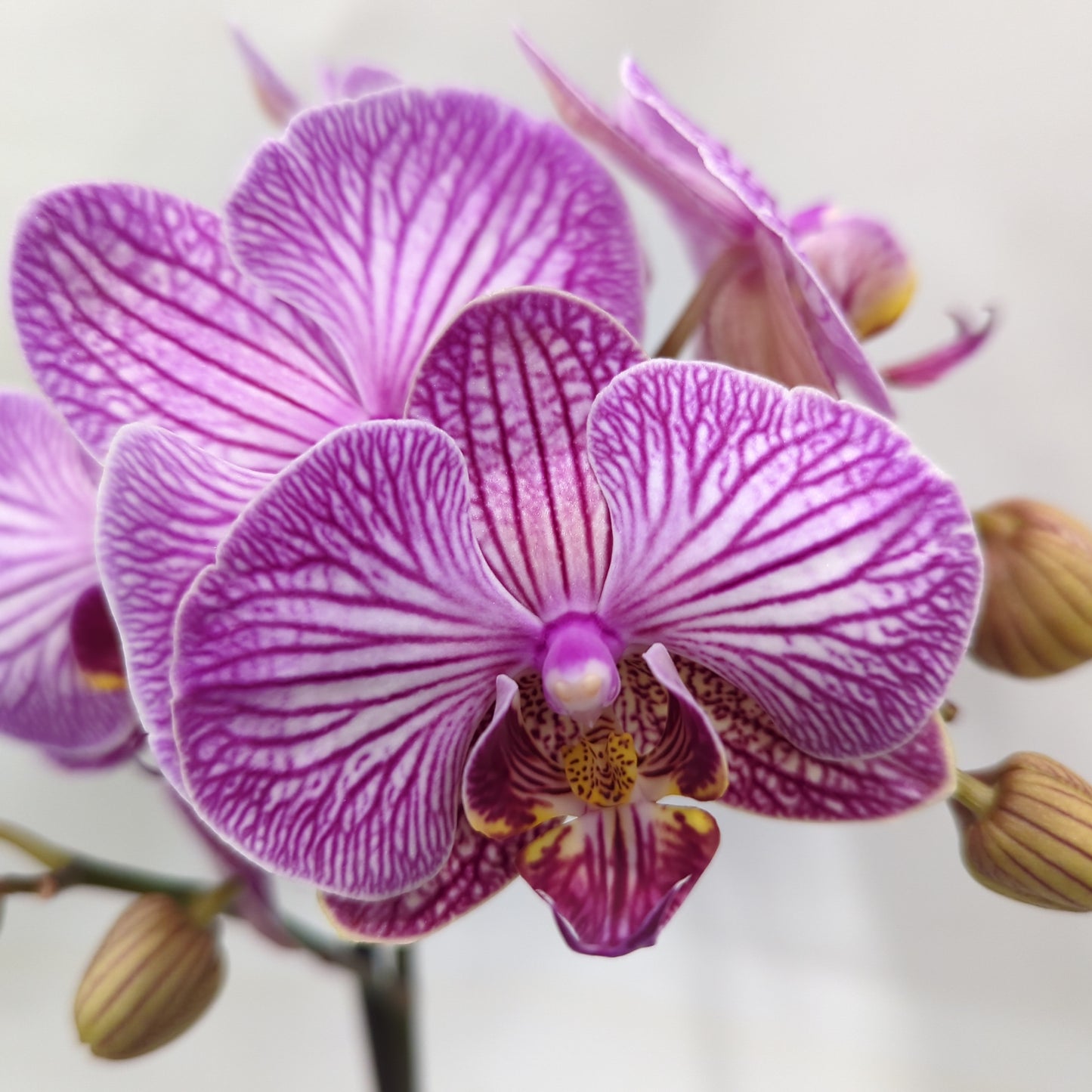 Phalaenopsis Orchid | Shyla