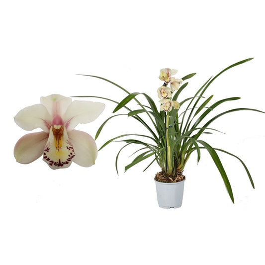 Cymbidium Orchid | Little Steph | Christmas