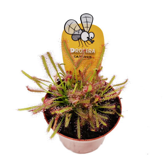 Alice Sundew | Capensis | Potted Houseplants