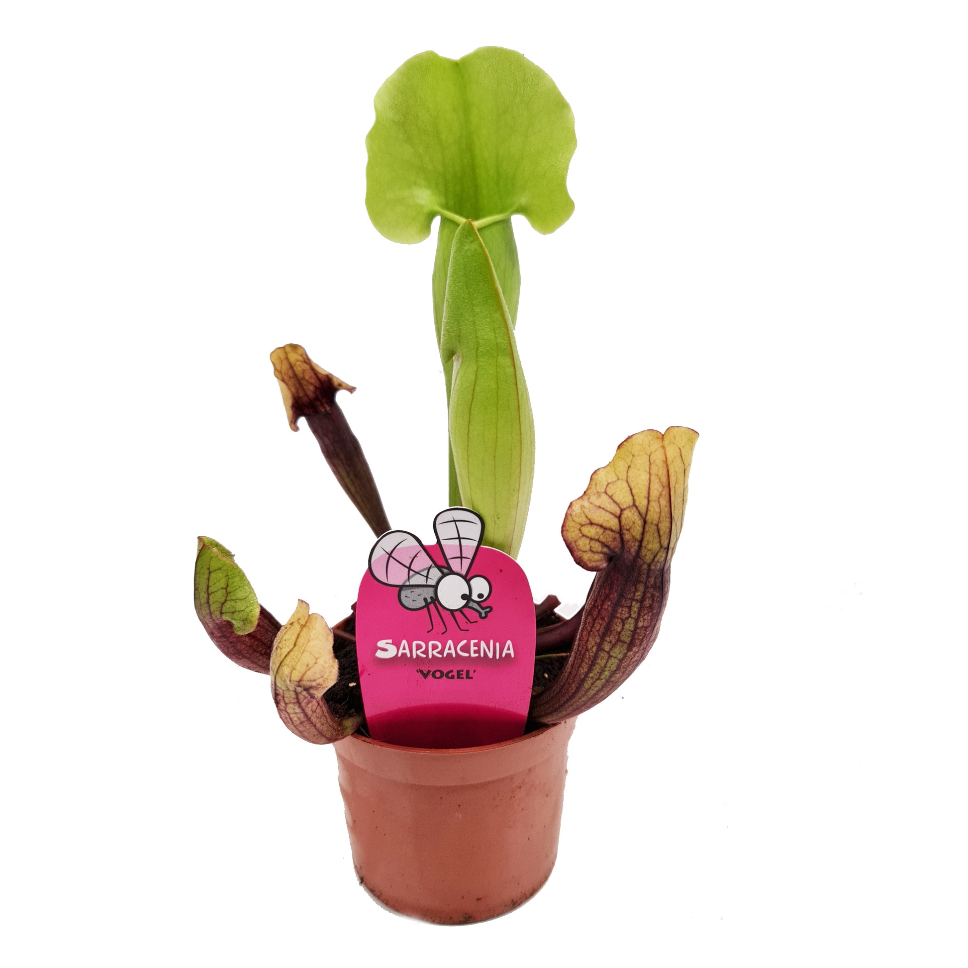 Trumpet Pitcher Plant | Fly Catcher | Vogel