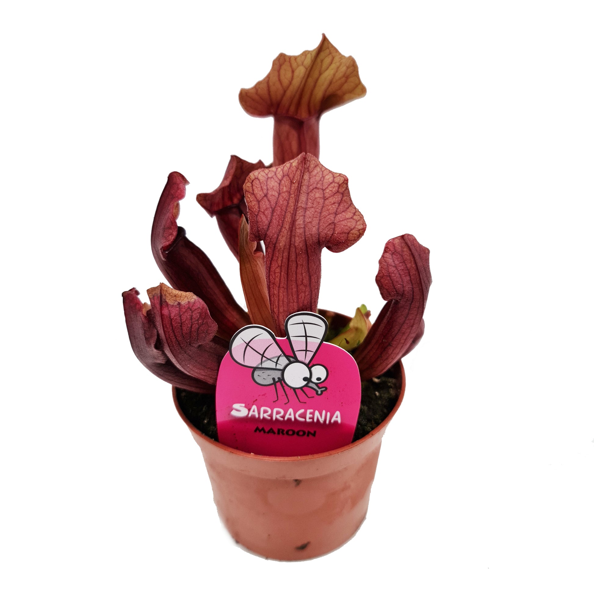 Trumpet Pitcher Plant | Fly Catcher | Maroon