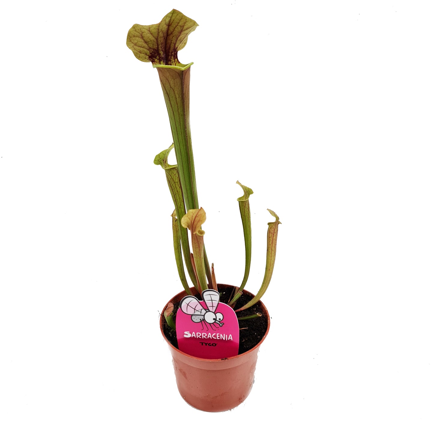 Trumpet Pitcher Plant | Fly Catcher | Tygo