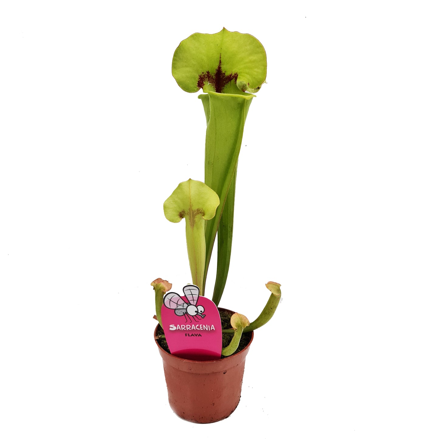 Trumpet Pitcher Plant | Fly Catcher | Flava