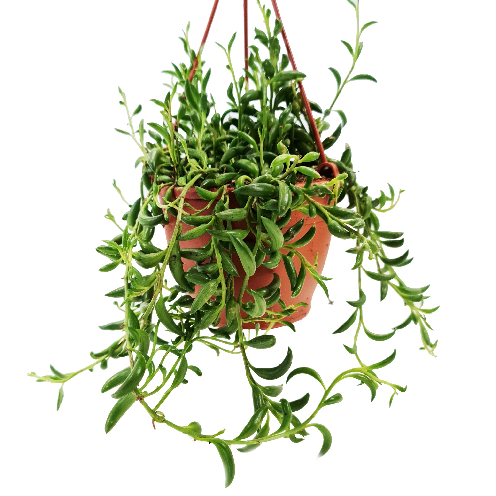 String Of Beans & Senecio Radicans & Houseplant UK