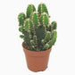 Apple Cactus | Paolina