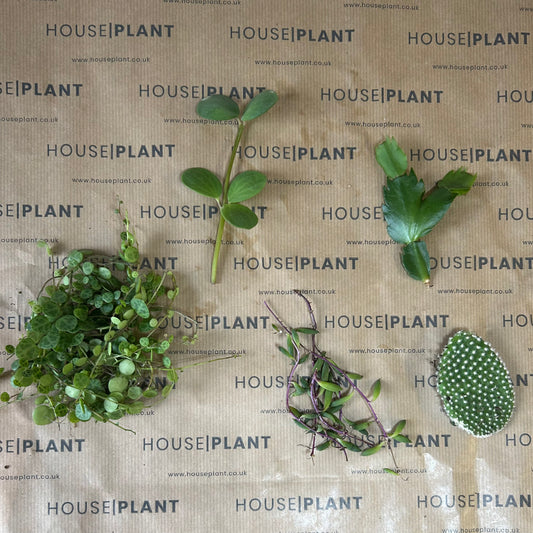 Chop and Prop Set 2 | Unrooted Cuttings | Plants