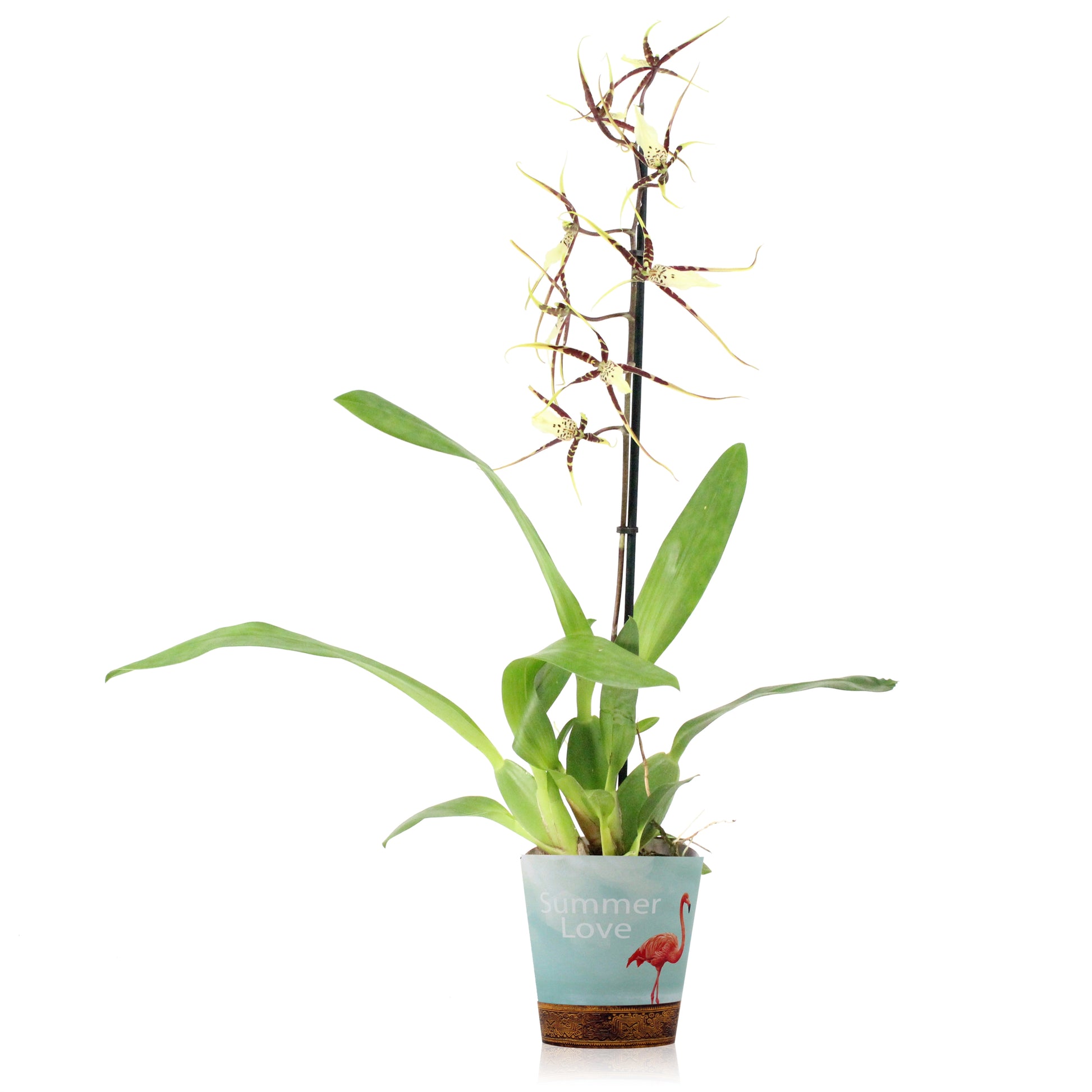 Spider Orchid | Toscane Banana