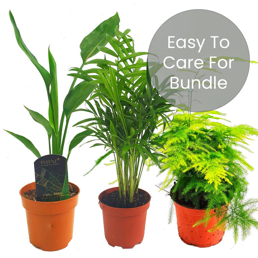 Easy House Plants | Plant Bundle | Perfect Plants for Under £50