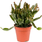 Mistletoe Cactus | Agudoensis