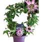 Passion Flower Plant | Victoria