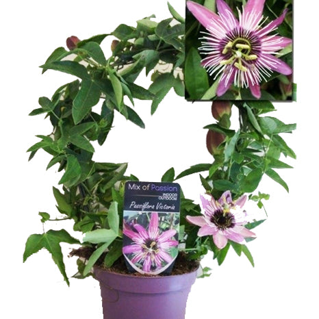 Passion Flower Plant | Victoria