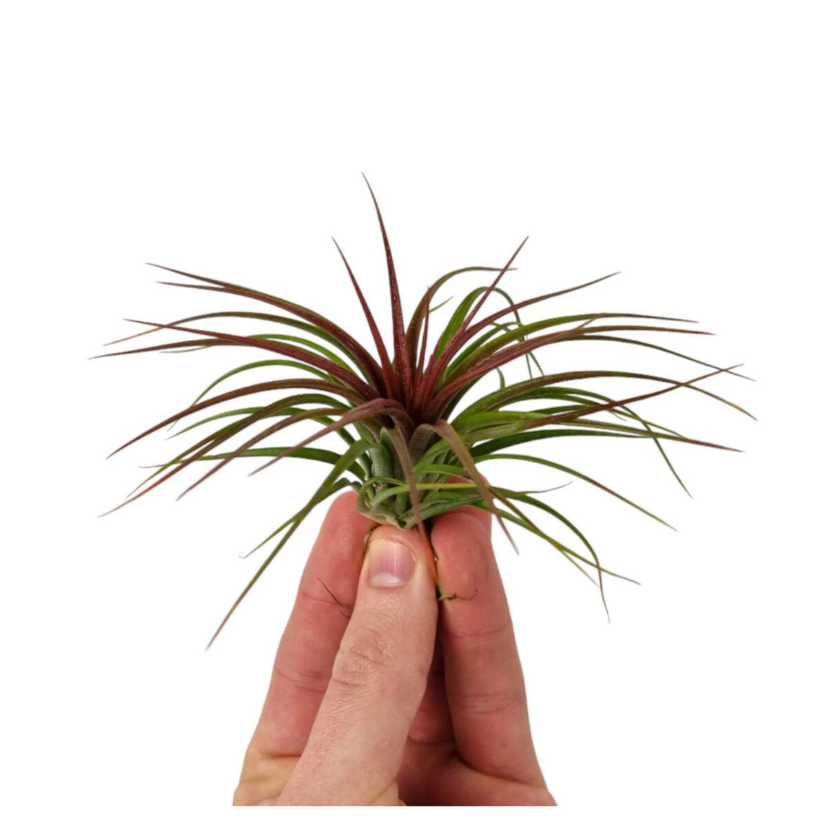 Air Plant | Rainforest Red