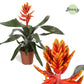 Elegant Flaming Aechmea | Orange