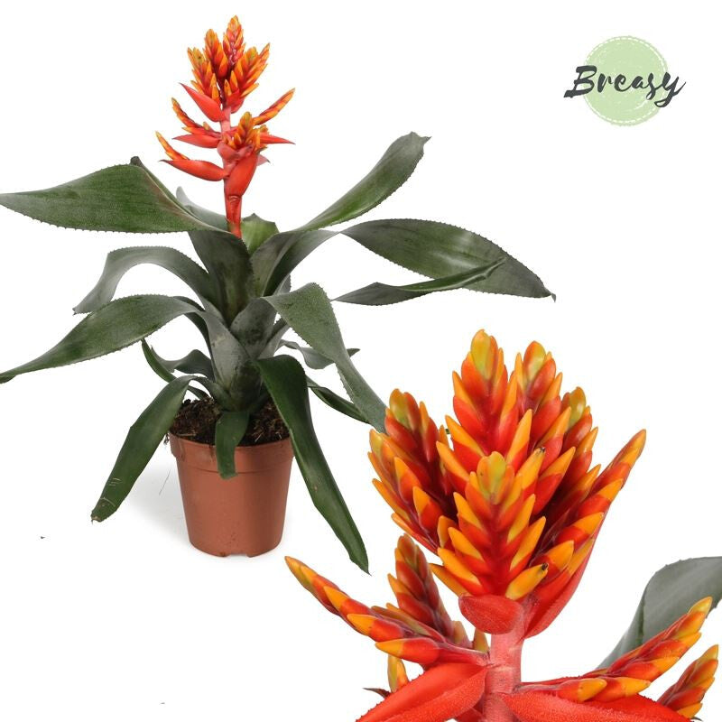 Elegant Flaming Aechmea | Orange