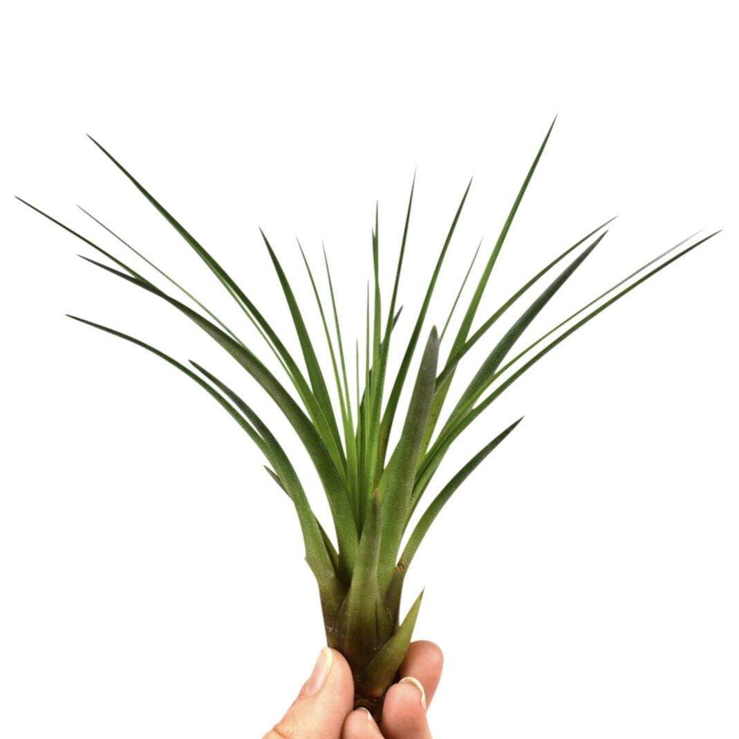 Air Plant | Melanocrater