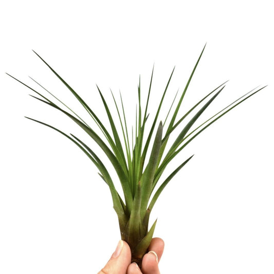 Air Plant | Melanocrater | Perfect Plants for Under £30