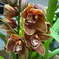 Cymbidium Orchid | Various Colours