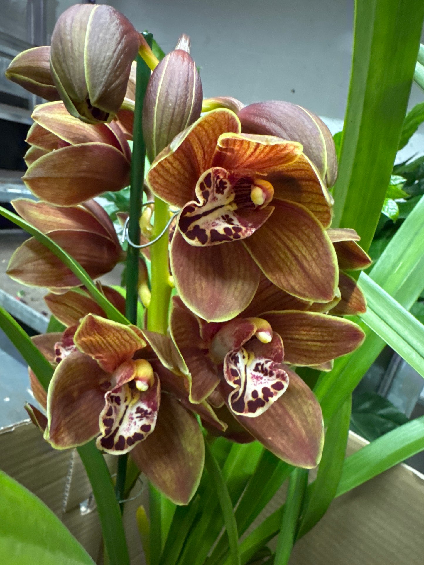 Cymbidium Orchid | Various Colours