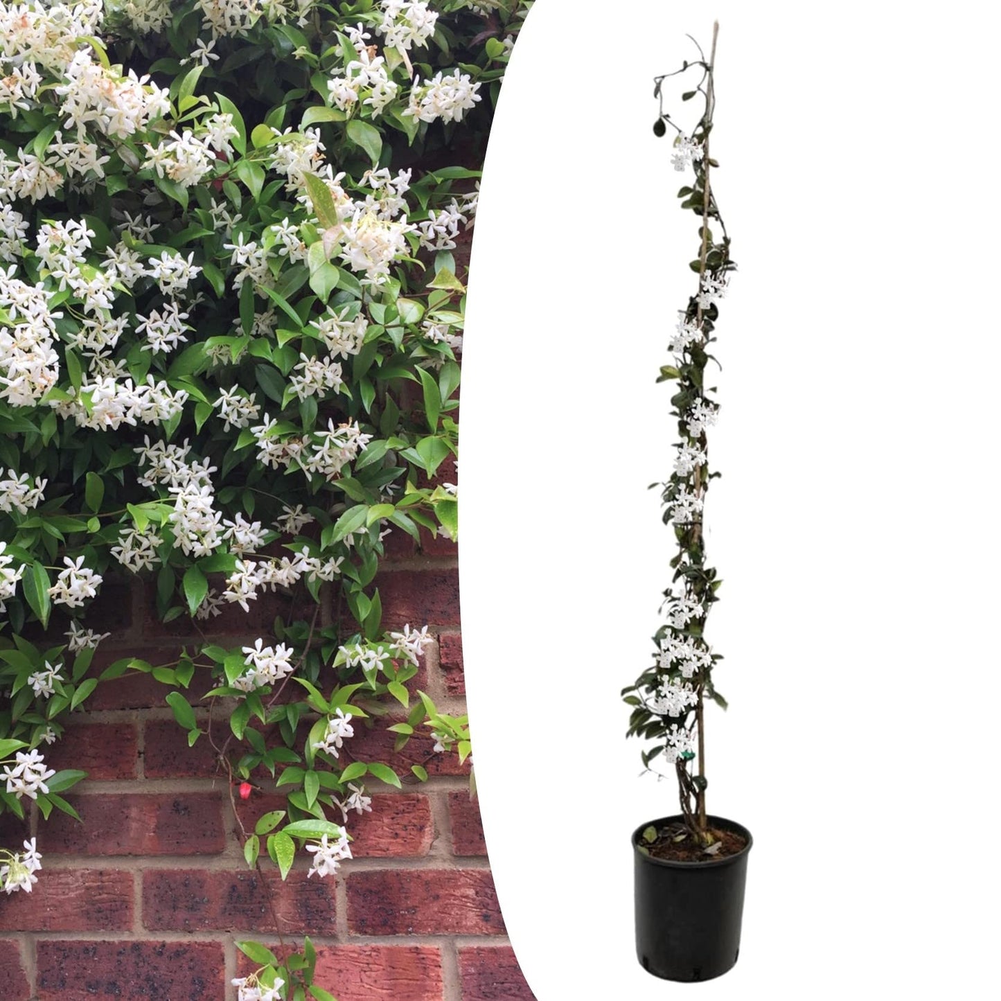 Star Jasmine